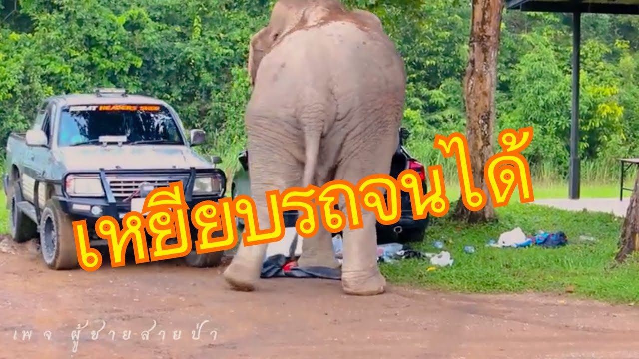 เดี่ยวหลับสร้างวีรกรรมจนได้ เมื่อนักท่องเที่ยวลืมปิดกระโปรงรถ #ช้างป่าเขาใหญ่