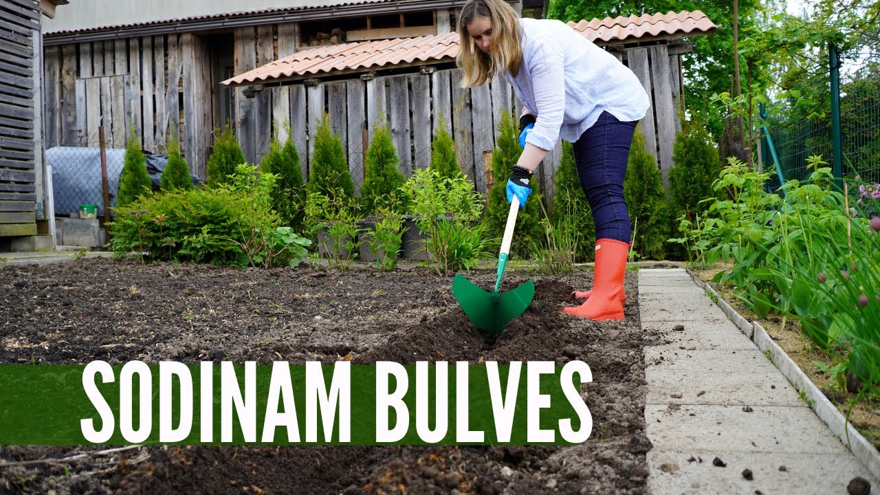 Kaip sodinti bulves - pradedantiesiems iš profesionalų lūpų!