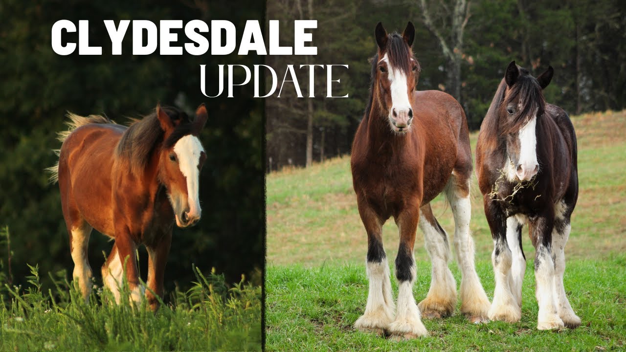 Oliver & Nattie + Future Baby Clydesdale Update & New Carriage Ride Adventure!