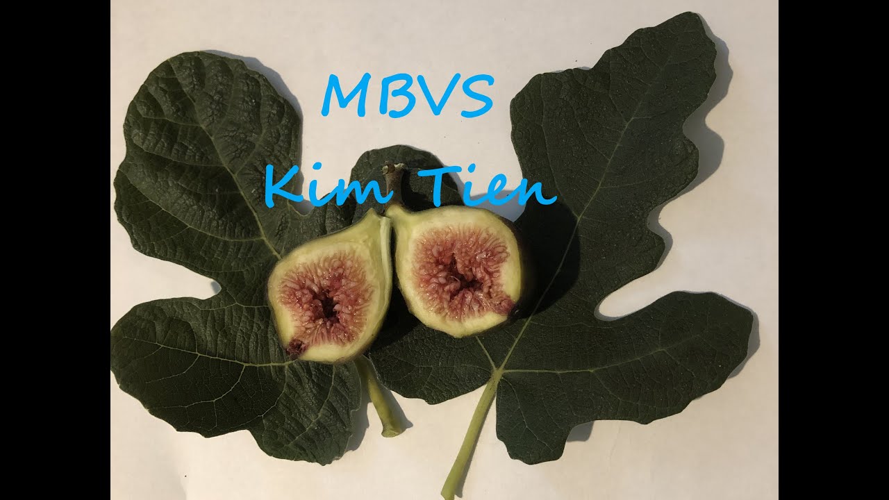 MBVS (Marseilles Black VS) fig harvest seattle PNW gardening