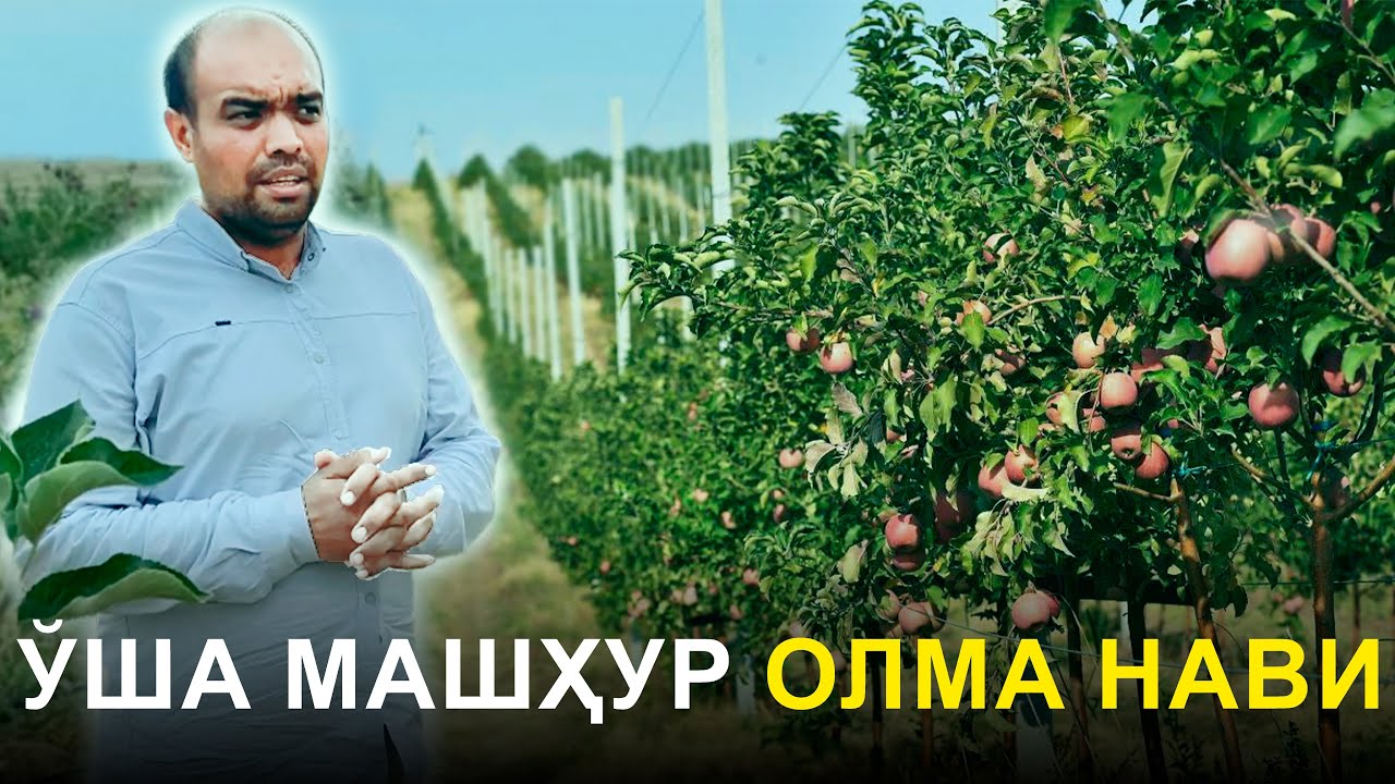 Супермаркетларда сотиладиган олма нави