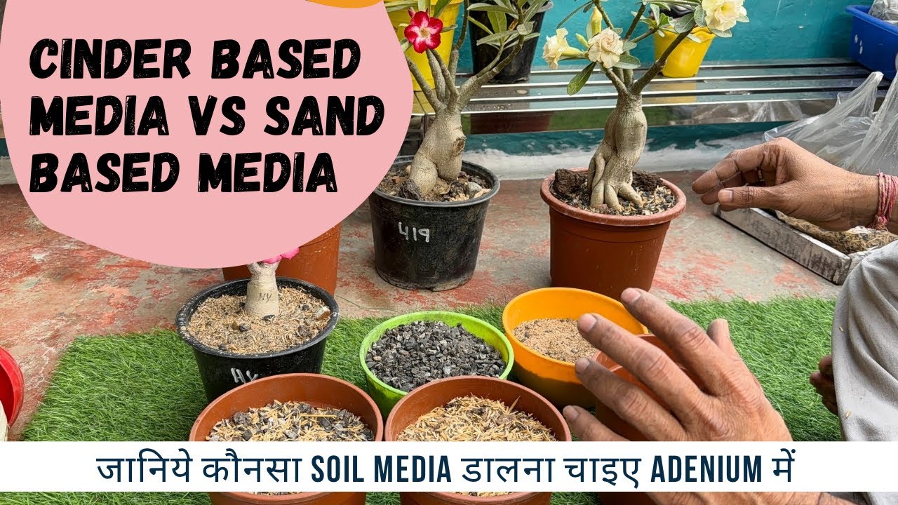 Cinder based media v/s sand based media🪴🌺#adeniumplantcare #trending #homegardening 
