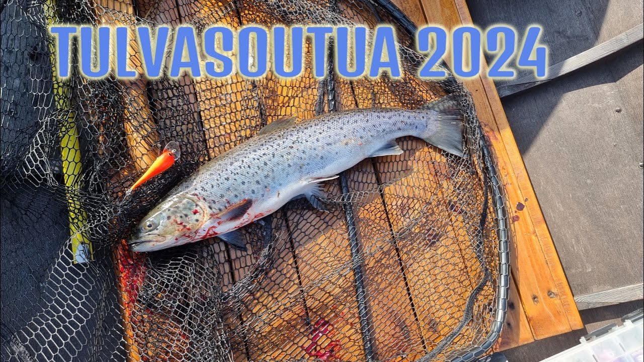 Tulvasoutua Isohaarassa. TAIMEN KYYTIIN!