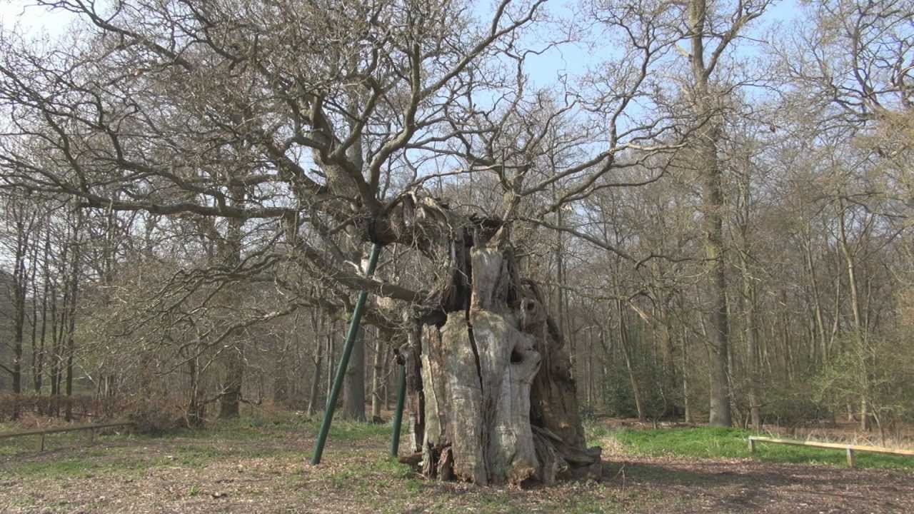 The Ancient Trees of Windsor Great Park