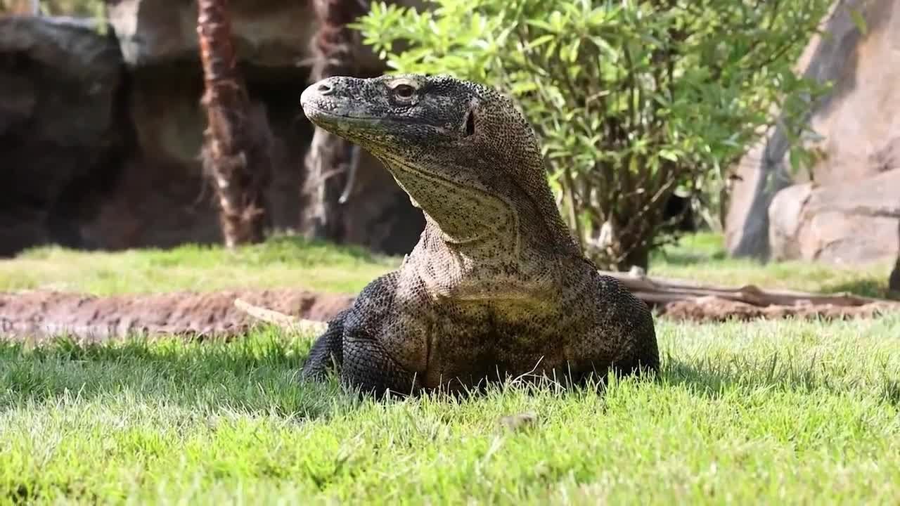 Komodo dragon exhibit opens up at Nashville Zoo