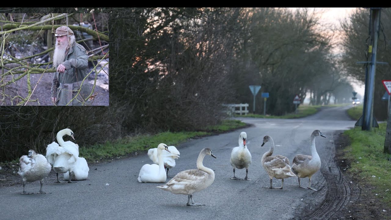 Swan Man & the Mute swans in Lincolnshire, pond overflow & swans from the fields spill onto the road