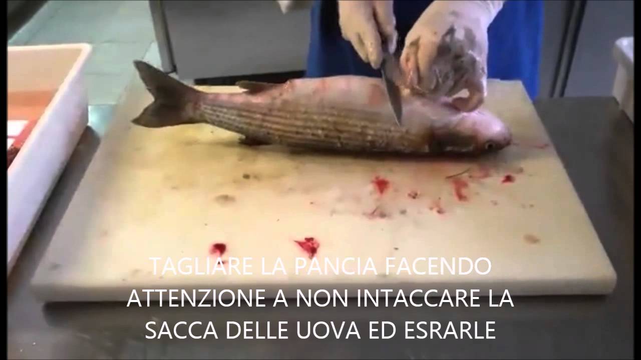 Preparazione bottarga di muggine