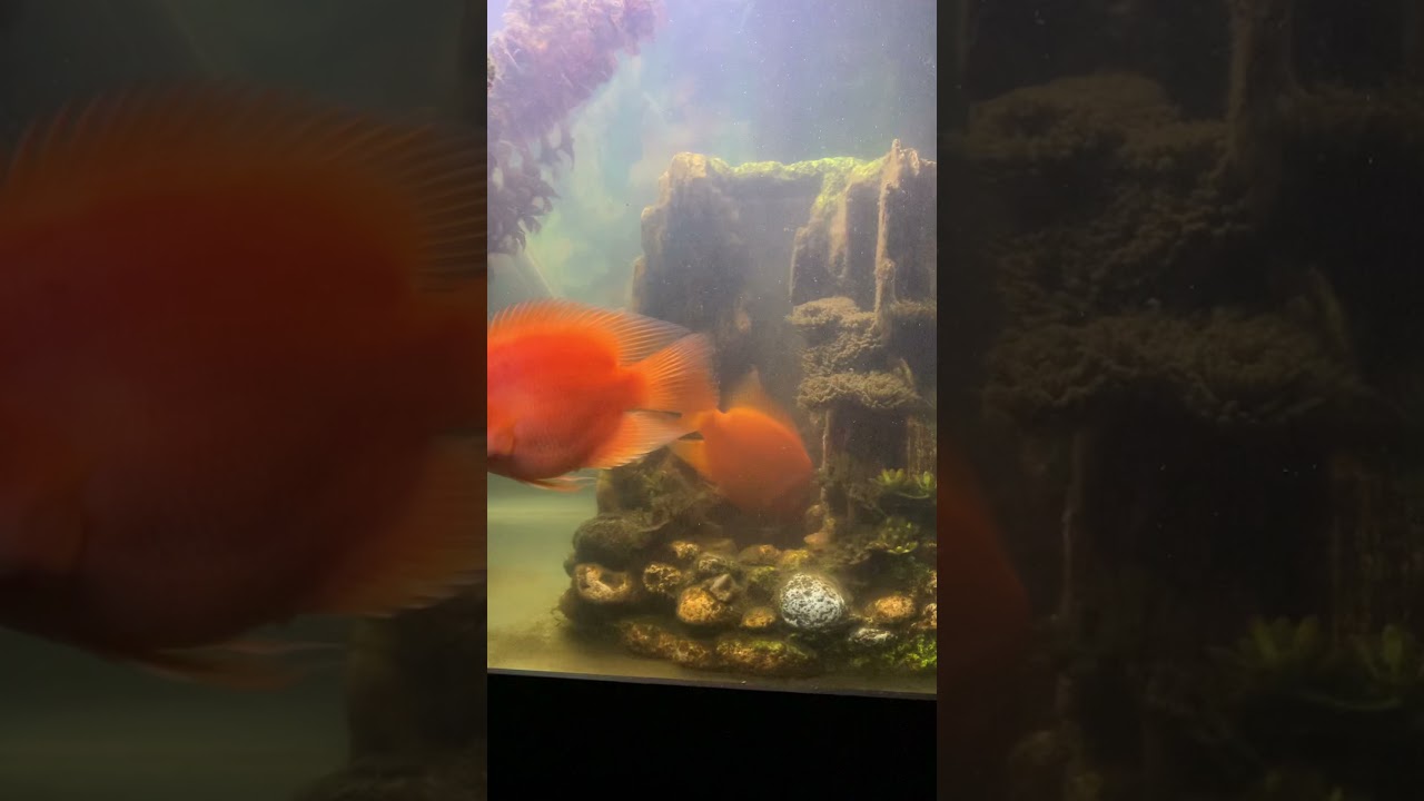 King Kong parrot fish and Red Devil have spawned