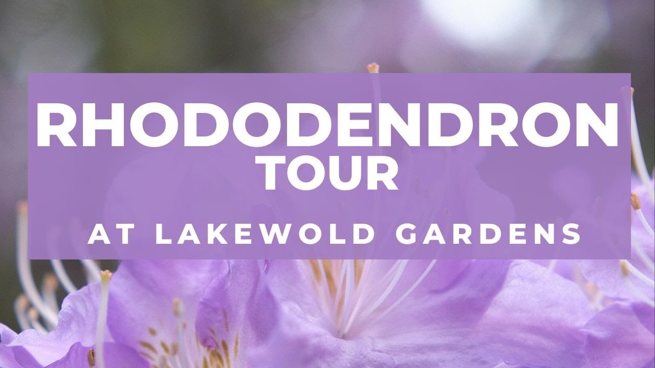 Rhododendron Tour with John Wilcox at Lakewold Gardens