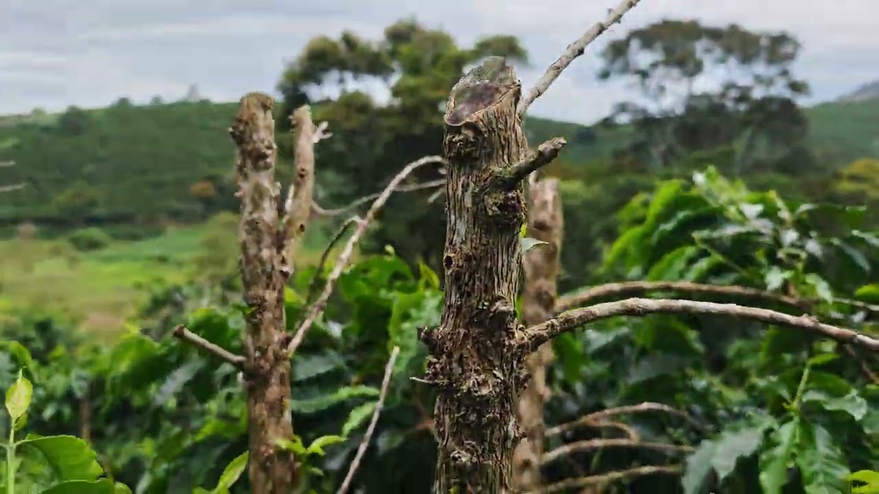 Café Catuaí, como faço a desbrota😁🤠☕