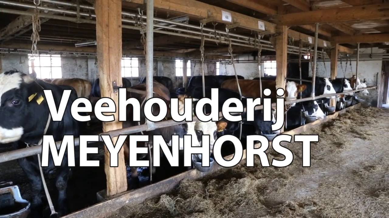 Blaarkoppen Meyenhorst naar buiten 2016