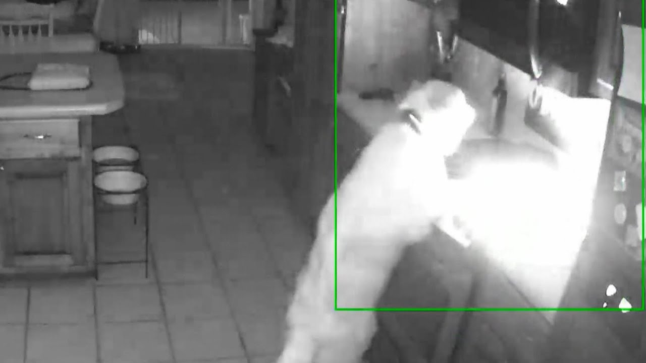 Hungry Golden Retriever Accidentally Starts House Fire