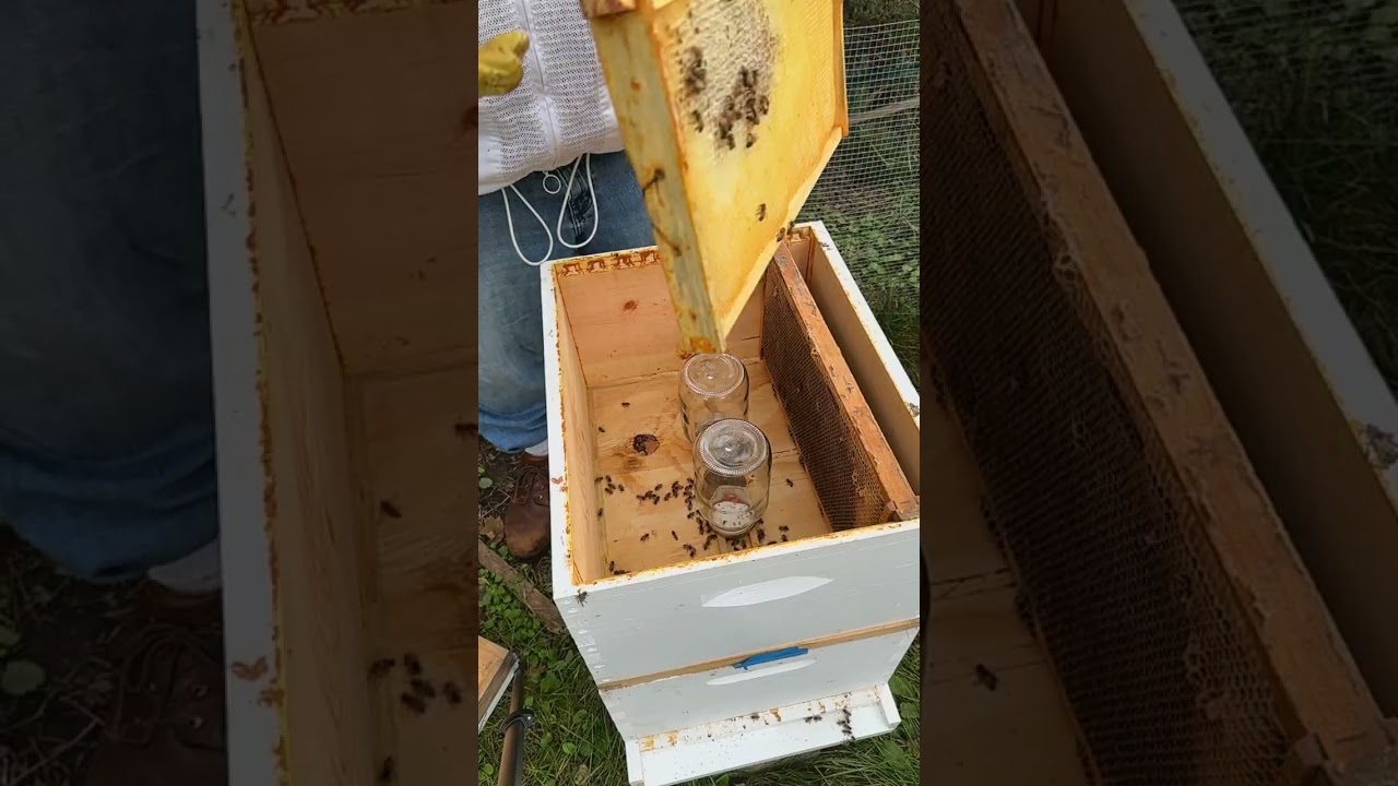 Checking on the Hives October 19 2025