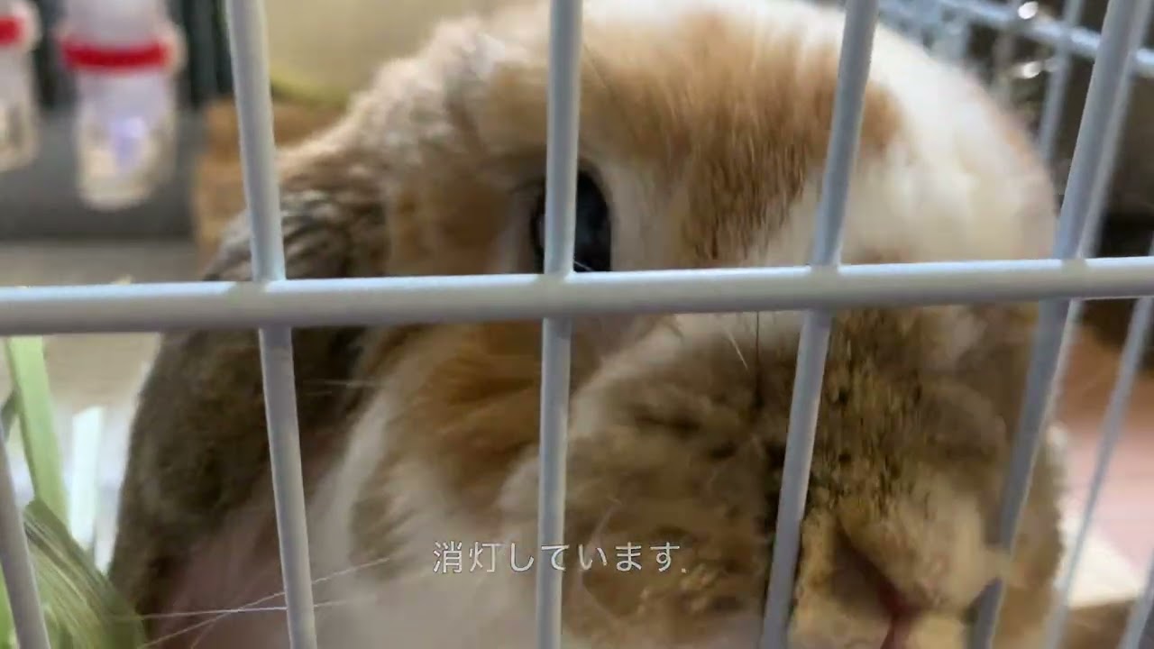 ムシャムシャのうさぎ