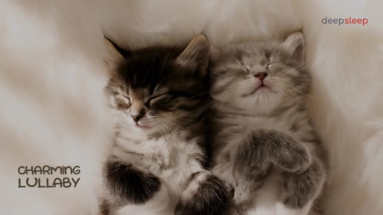 Charming Lullaby - Adorable Sleeping Kitten