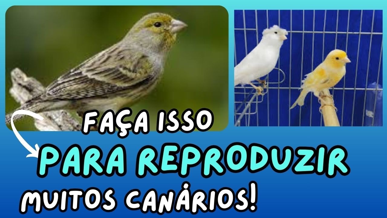 #071 Manejo importante para recuperar seus CANARIOS DO REINO!