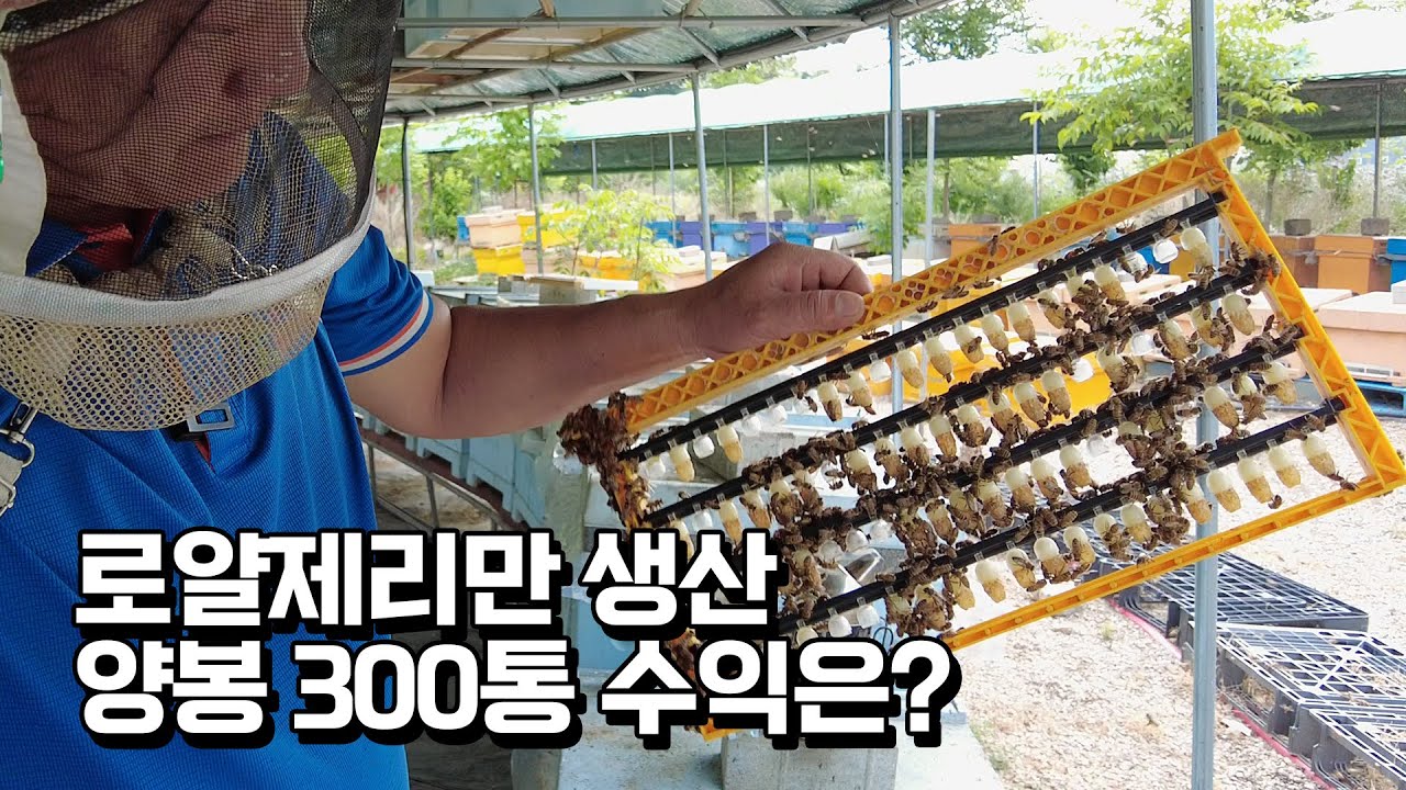 용접일 그만두고 귀농한 양봉 사장님이 말하는 국산 로얄젤리 보기 힘든 이유