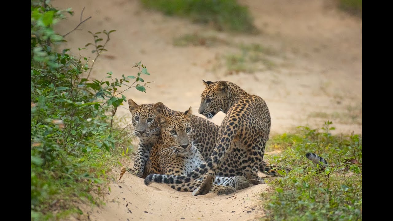 The Spirit of the Wild: Sri Lankan Leopards in 4K | Wilpattu | Solivagant - Ceylon