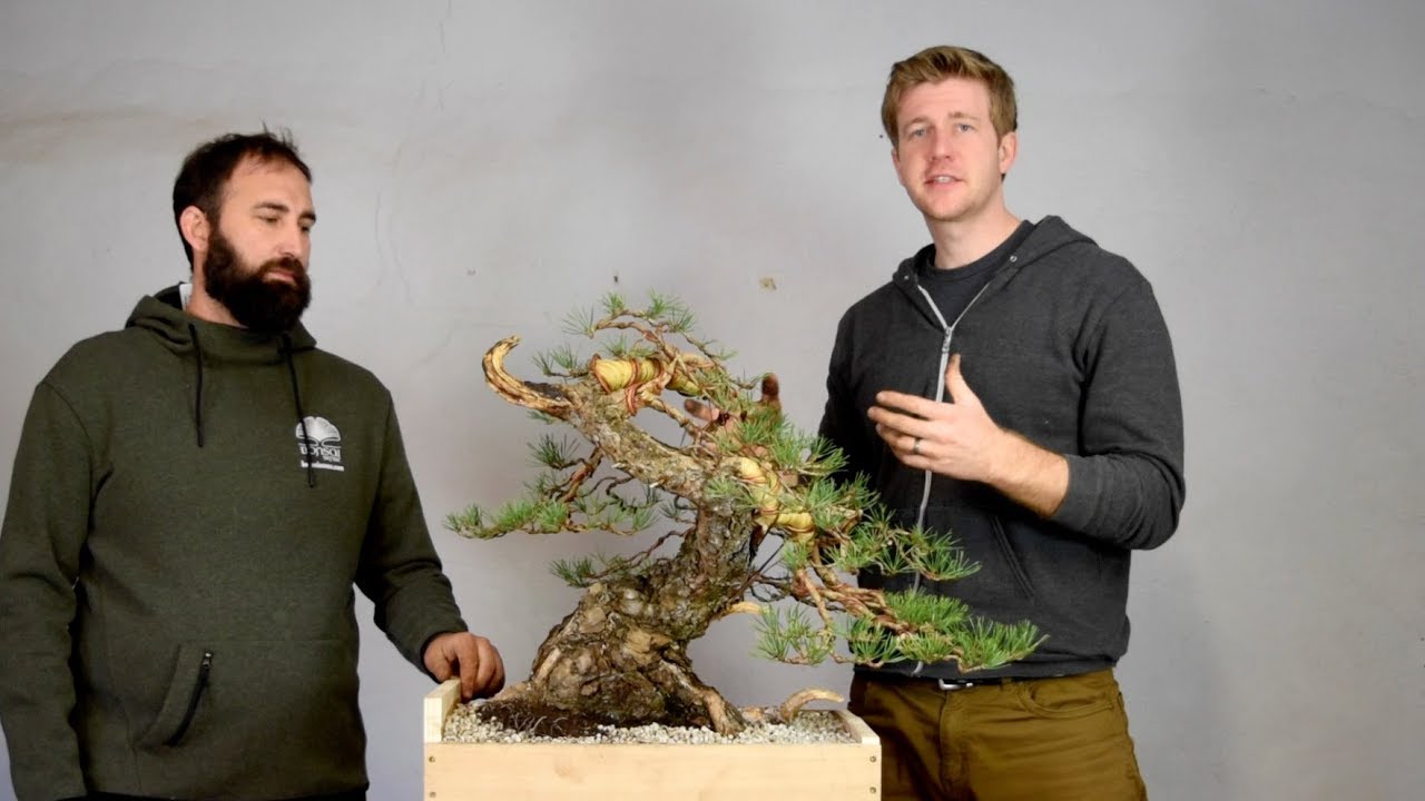 Advanced Bonsai demo (Yamadori)