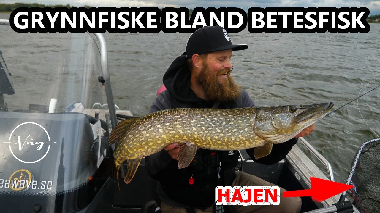 Gäddfiske - Vi letar höstgrisar bland grynnor och betesfisk!