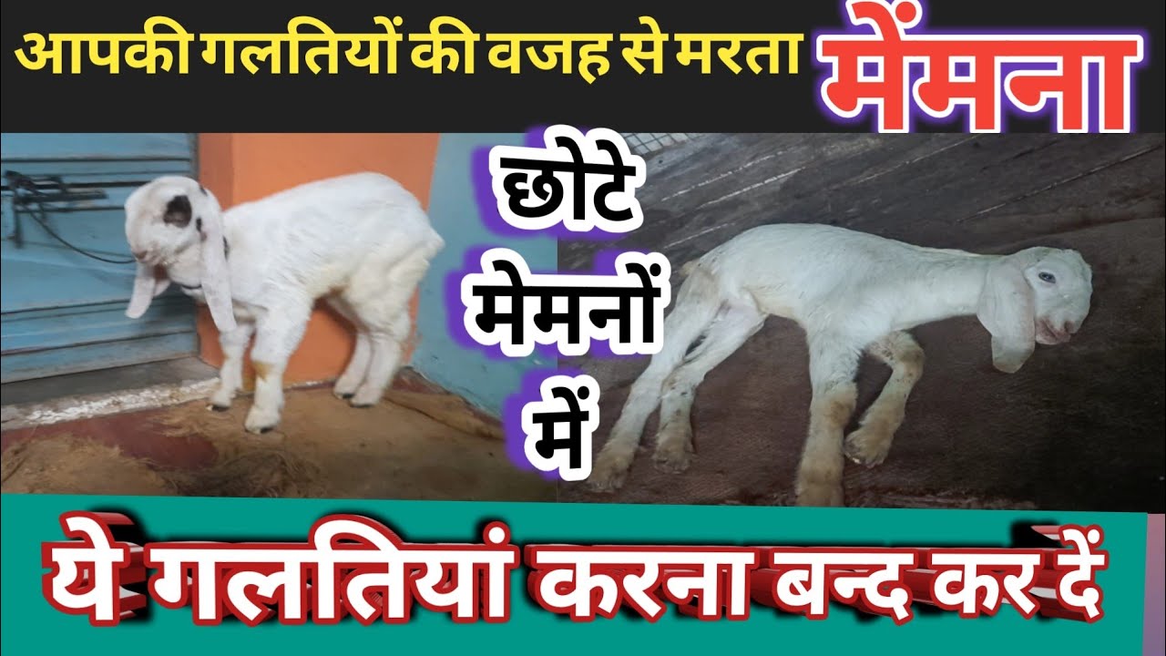 Bakri Palan Me Ye Galti Na Kare|Memne Ka Palan |Vimalumrao