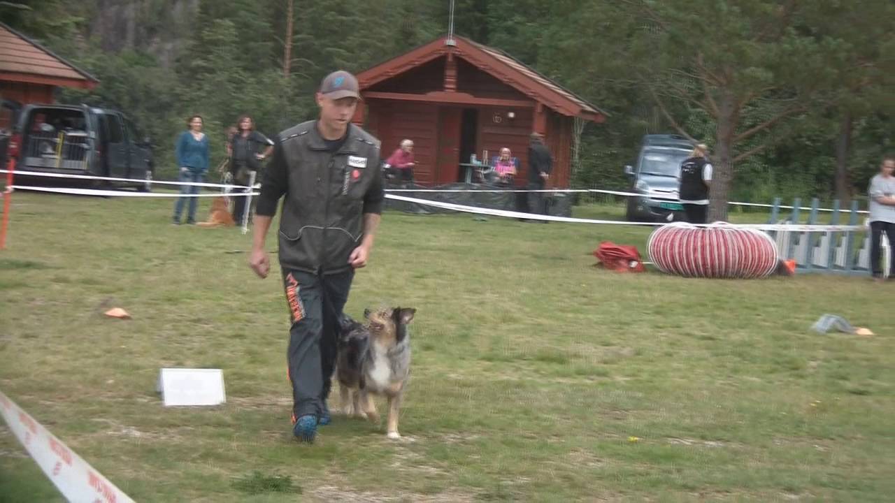 Messi rally lydighet klasse 3 197/200p