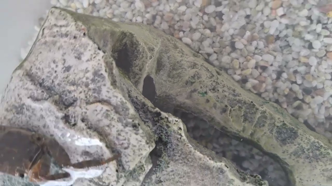 거북이와 바다게의 이상한 동거