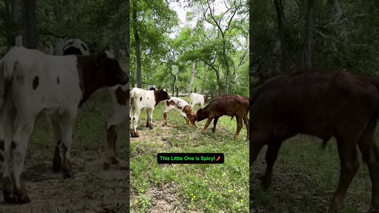 Longhorn Calves Play Fighting!