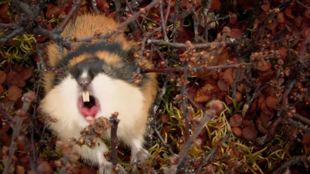 Fearless attack lemming - World's Weirdest Events: Episode 2 - BBC