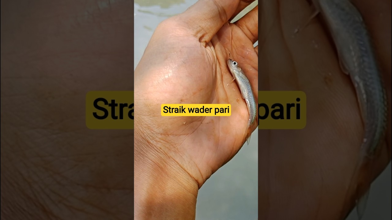 straik ikan wader pari