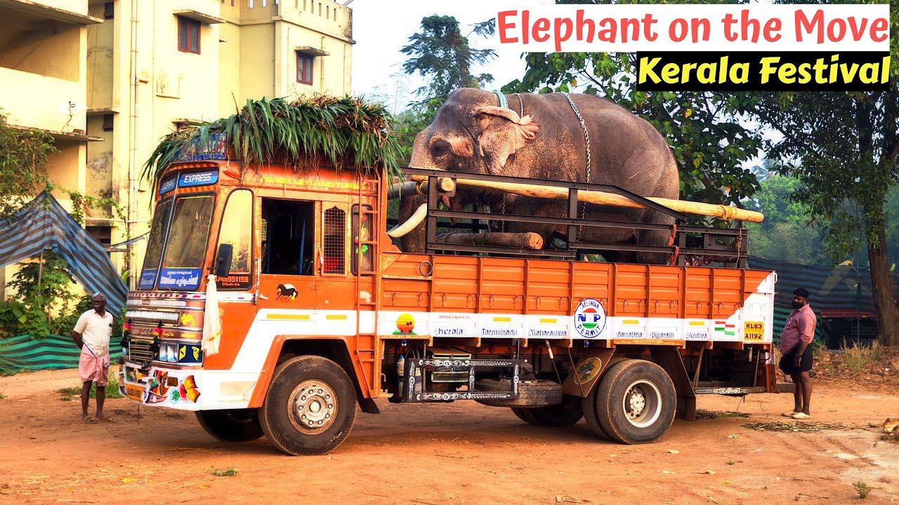 🐘 India Majestic Elephant Transported in Lorry 🇮🇳 | Kerala Festival Highlights | Kerala Vibes 2025🛕🐘