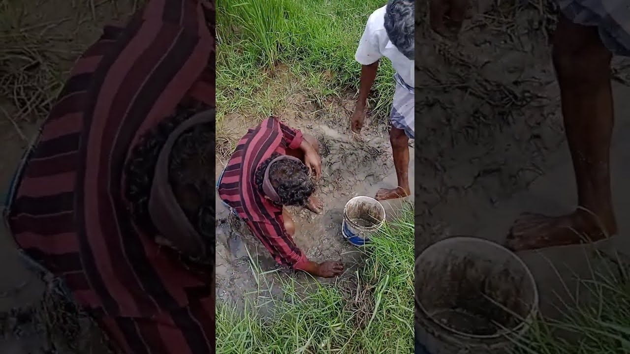 வயலில் மீன்🐟 பிடித்து மீண்டும் குளத்தில் விட்டுவிட்டோம்... 