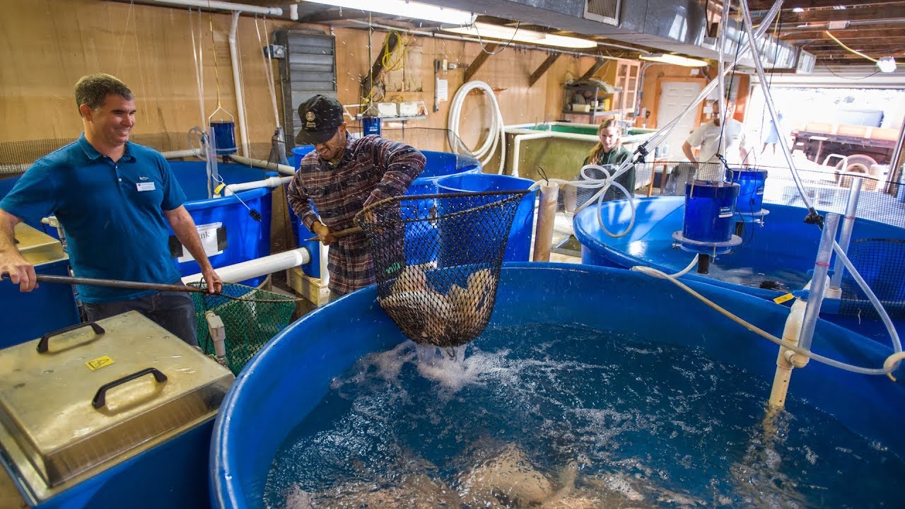 UNH Aquaculture Tilapia Donation