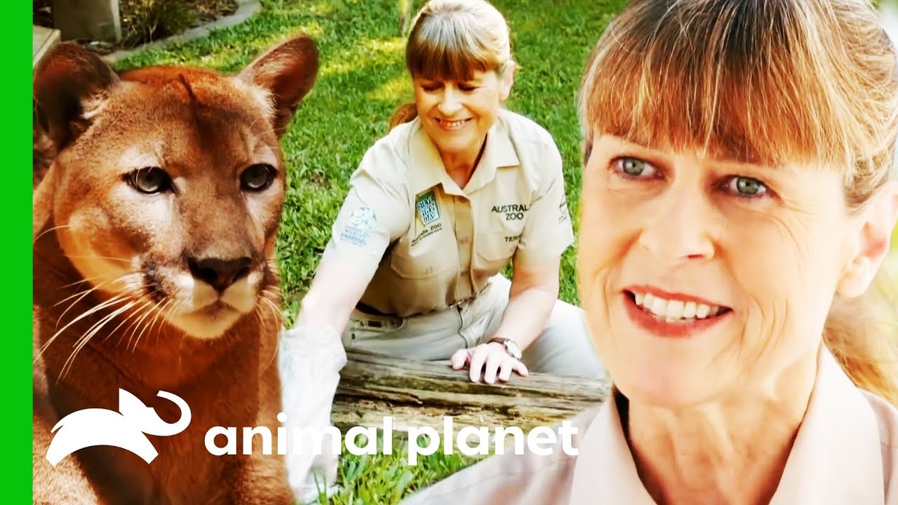 Terri Irwin's Best Moments From Season 2! | Crikey! It's The Irwins
