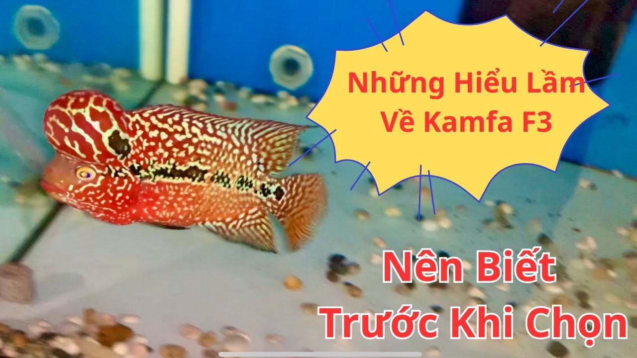 Những  Hiểu Lầm Về Cá La Hán Kamfa F3 |Cá La Hán Kamfa 2 Tone Đẹp (5/4/2025)