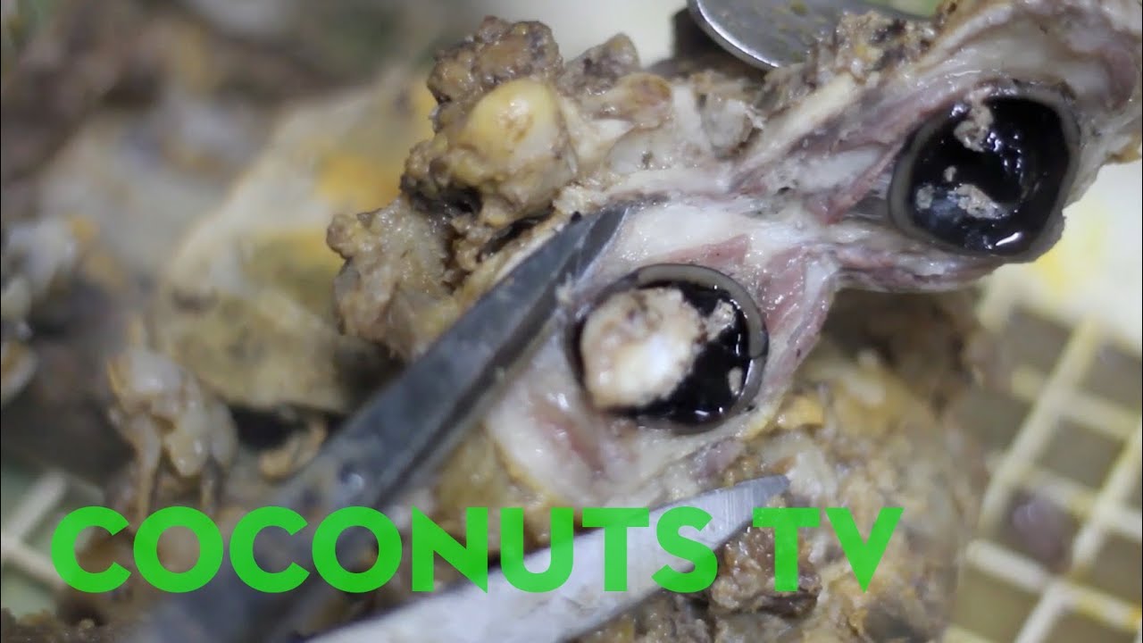 Freaky Feasts #4: Filipino eyeball and brain stew (matuk)