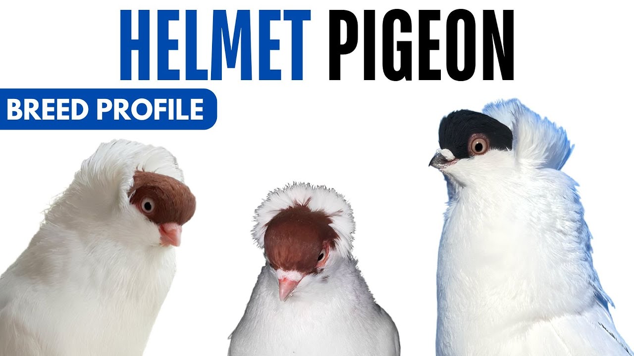 Helmet Pigeon Breed Profile - History - Helmet Pigeon Health Issues Price Training