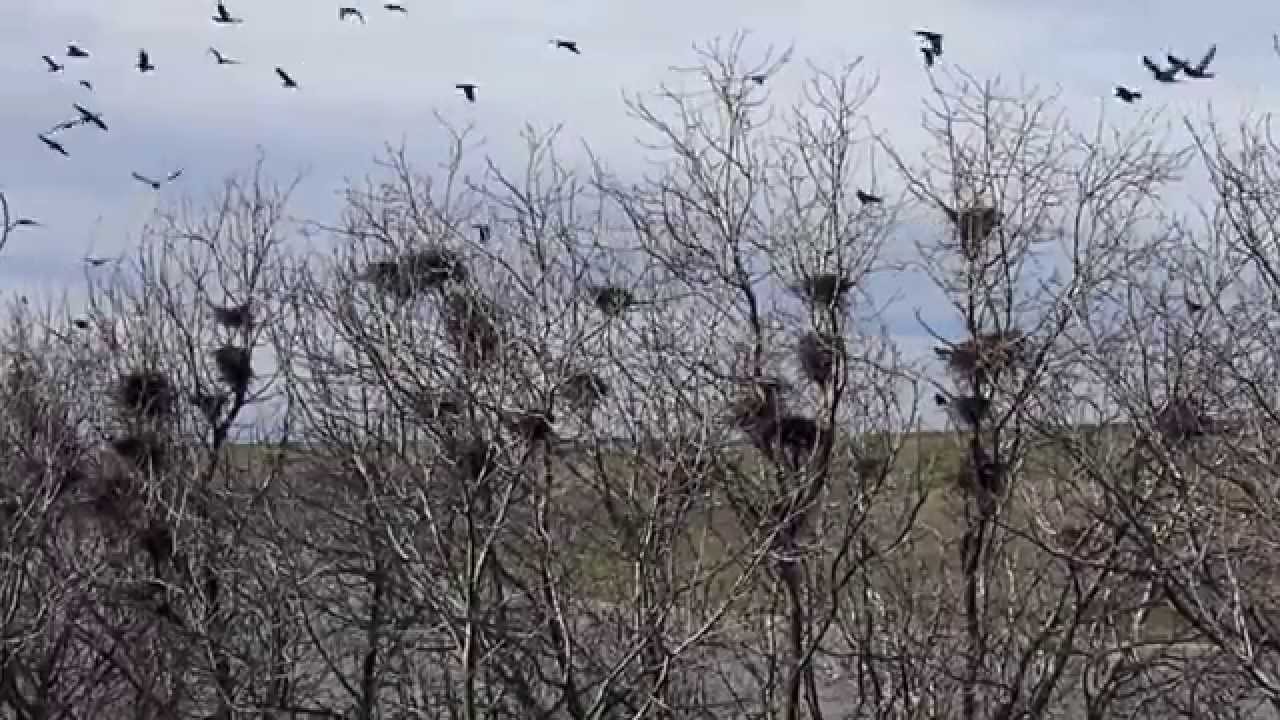 Colonia de ciori de semanatura, Corvus frugilegus, Rooks