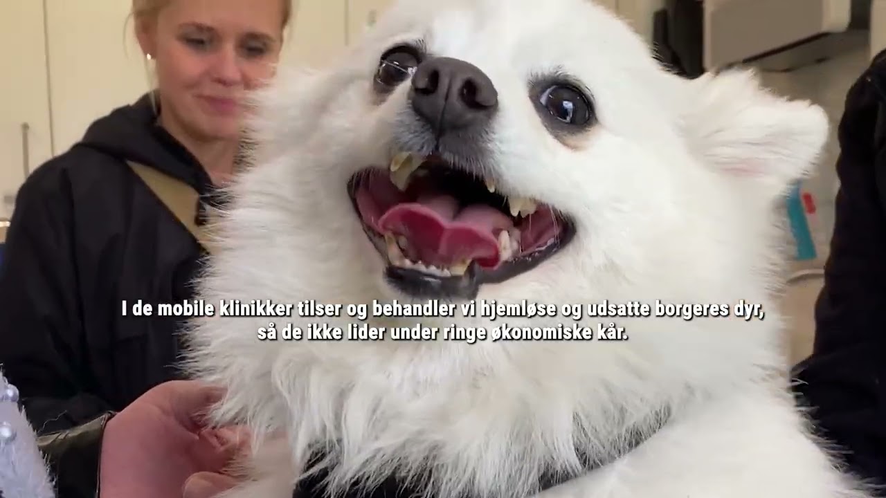 Dyreværnet har stået vagt om kæledyrene siden 1898. Direktør Henrik Knaack fortæller om missionen.