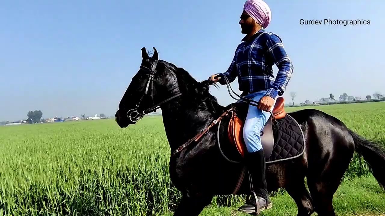 New Riding Video With New Filly Sundari Sired by Raj Hans || For Sale