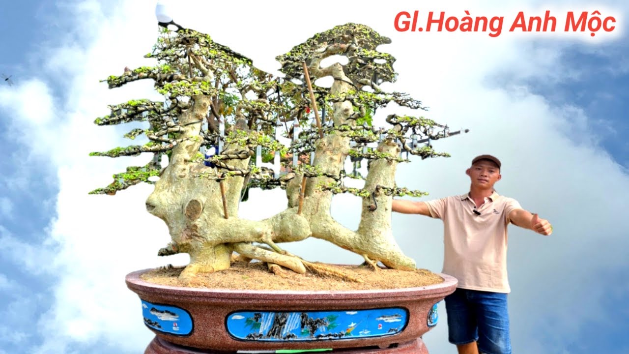 Hoàng Anh Mộc Duối Quái.Me Nghệ Thuật Bồ Đề Sanh Quê Lộc Vừng.Tín BonSai Giao Lưu #0974430359