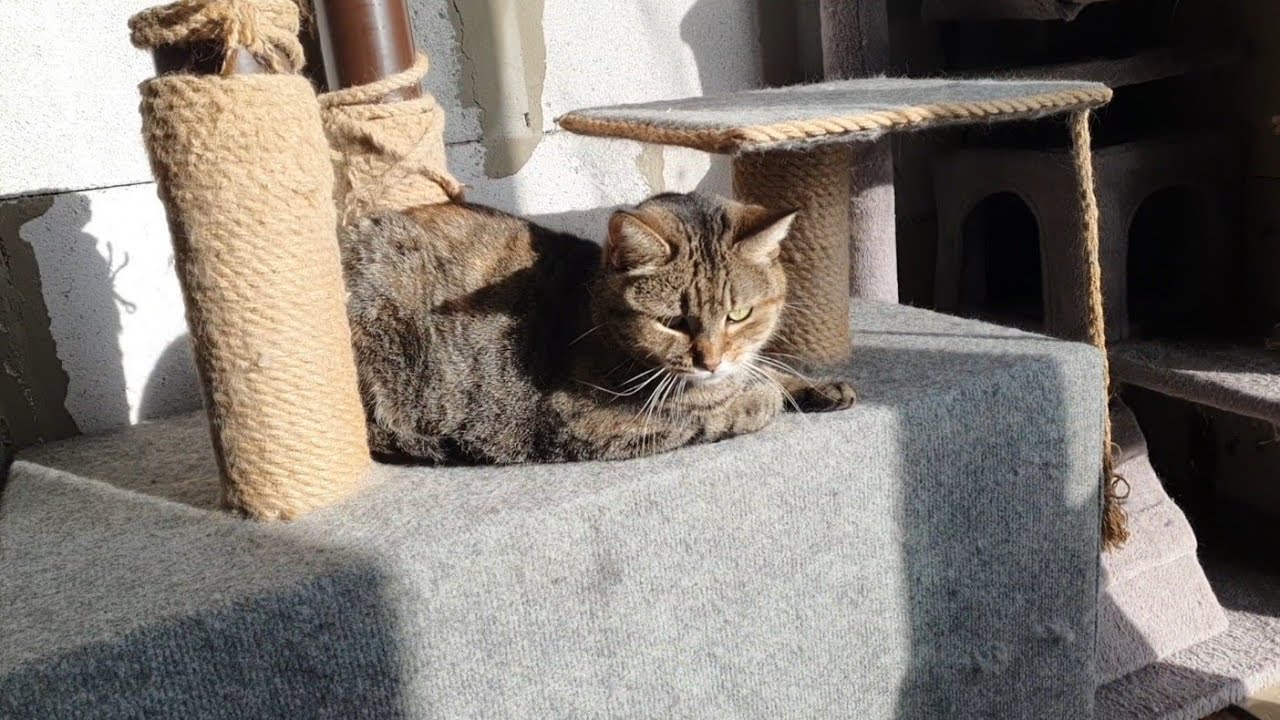 Хроніка котоквартири🐈🐈‍⬛😻