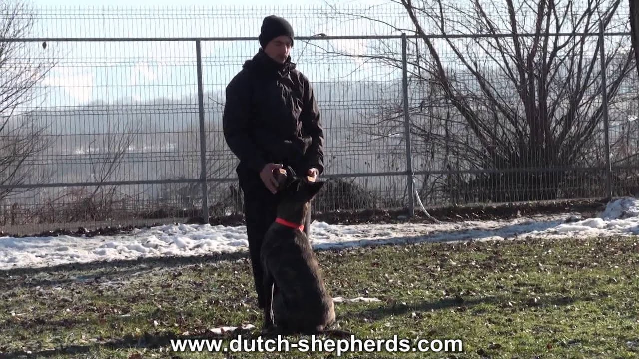 DUTCH SHEPHERD   BIBI & Viorel Scinteie in a crazyyy obedience training !!!