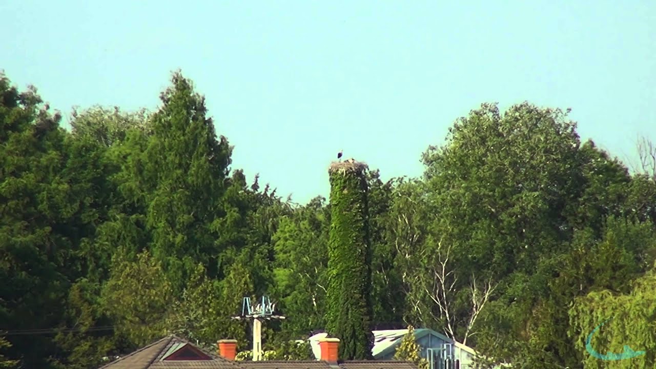 Storks and the power of Maksutov 180/2700