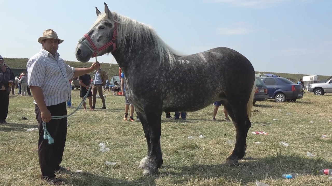 Targul de cai de la Alesd, Bihor - 28 august 2017