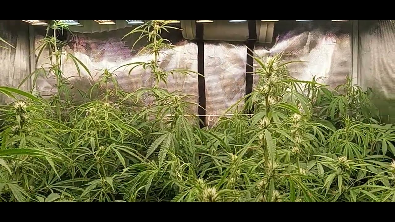 Pineapple Zombie Auto flower in a 4x4 tent at 50 days from seed
