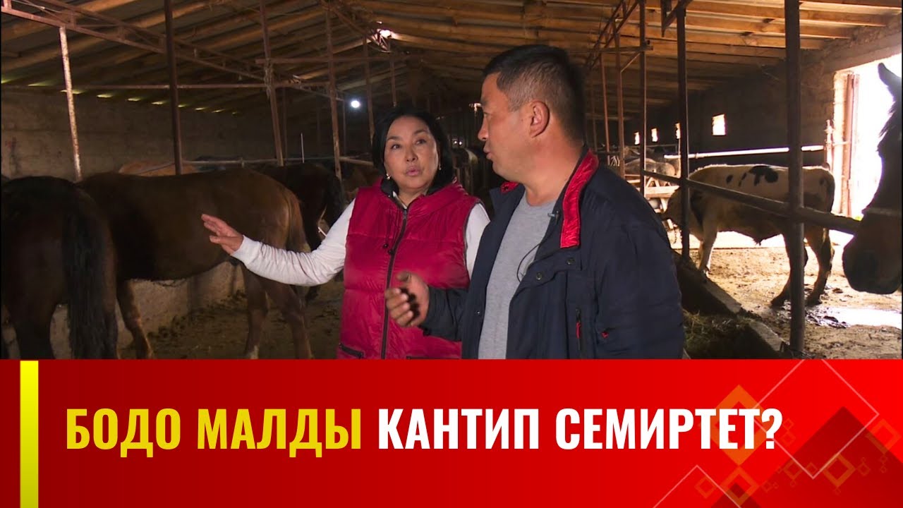 Бодо малды кантип семиртет? | АГРО ЧАРБА