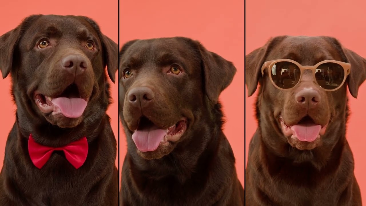 DogLife Hub | Ambient Visual Playlist for Pet Shops & E-Commerce Stores