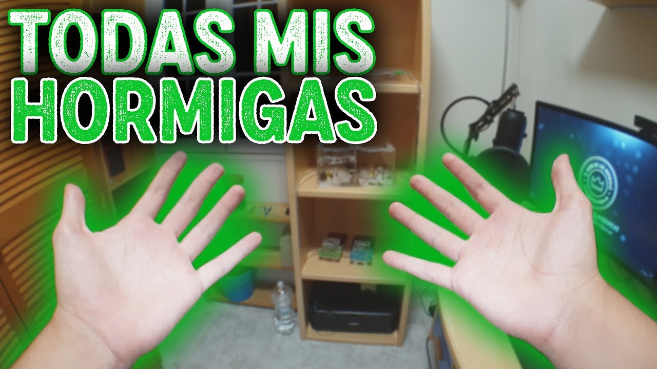TODAS mis HORMIGAS y HORMIGUEROS | OS ENSEÑO MI HABITACIÓN | ROOM TOUR