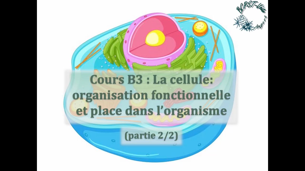 Cours B3: La cellule (2/2): cytoplasme; information génétique; gestion de l'énergie et métabolisme